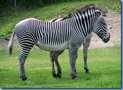 0266 Alberta Calgary - Calgary Zoo Destination Africa - African Savannah - Grevy's Zebra