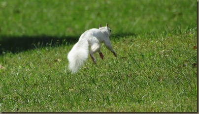 white squirrel, Brevard NC