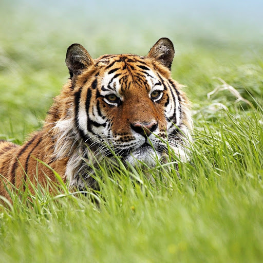 Hd-148501-ascw148501