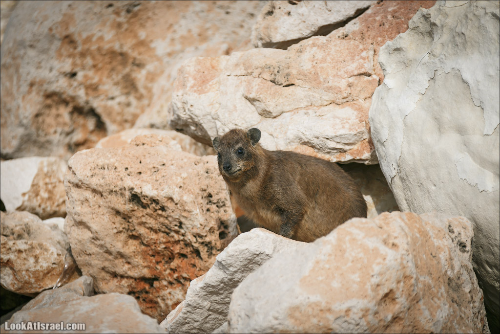 Даманы - израильские родственники слонов | LookAtIsrael.com - Фото путешествия по Израилю