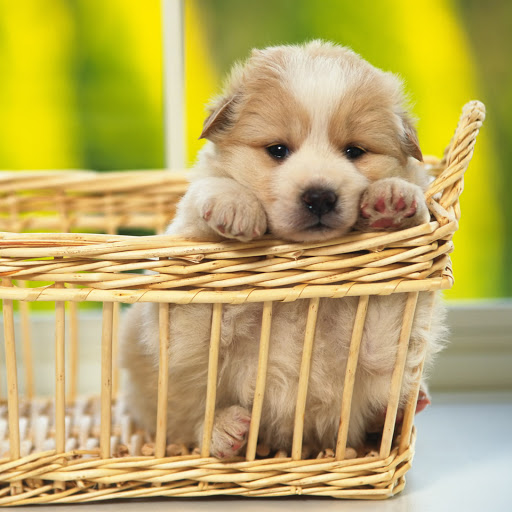 Hd-173883-ascw173883