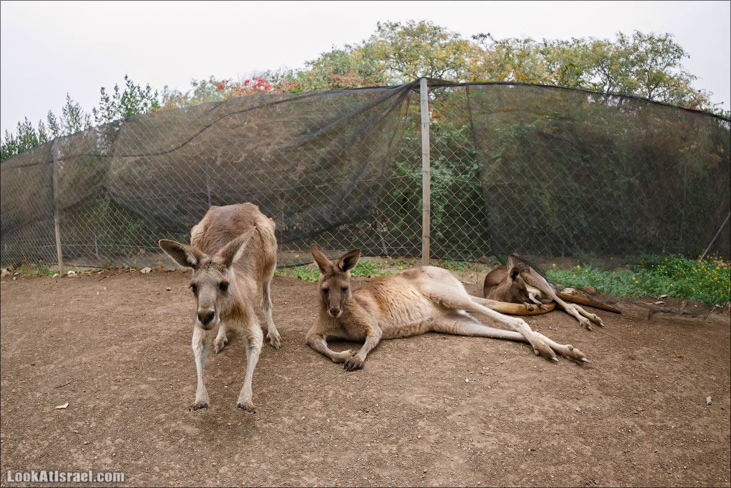 Ган Гуру - парк с кенгуру и другими австралийскими животными | Gan Guru | גן גורו | LookAtIsrael.com - Фото путешествия по Израилю
