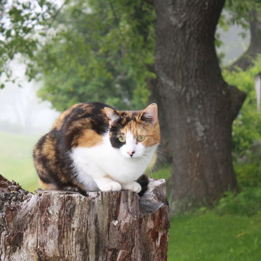 Hd-155949-ascw155949