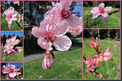 peach blossoms collage