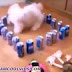 funny pranks Nonstop Funny dogs and cats