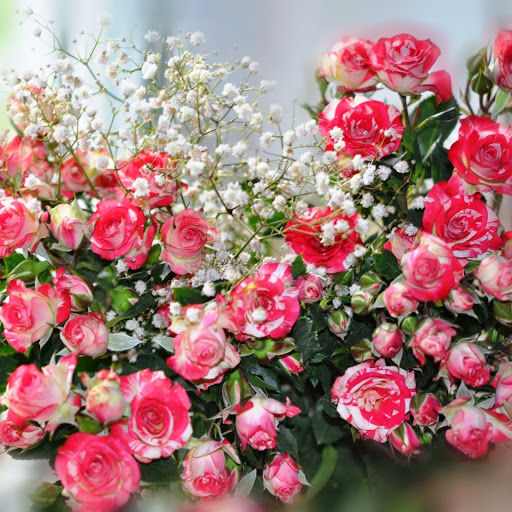 Hd-151909-ascw151909