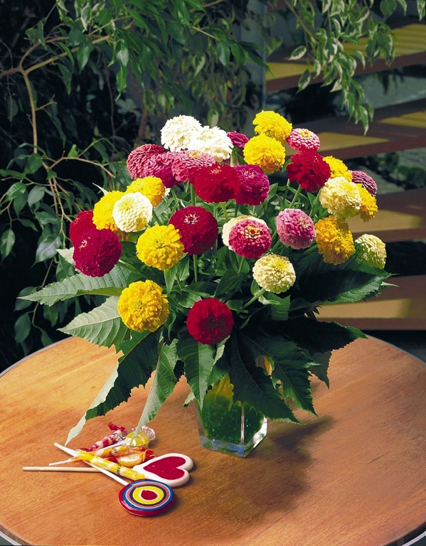 [Zinnia-Oklahoma-Mix3.jpg]