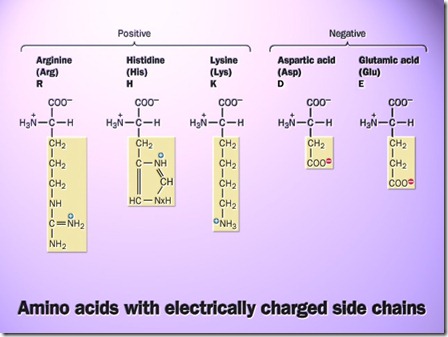amino acids-6