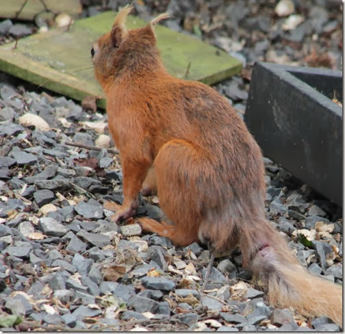 red-squirrel-injured-tail-1