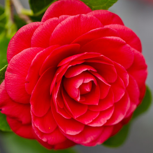 Hd-177093-ascw177093