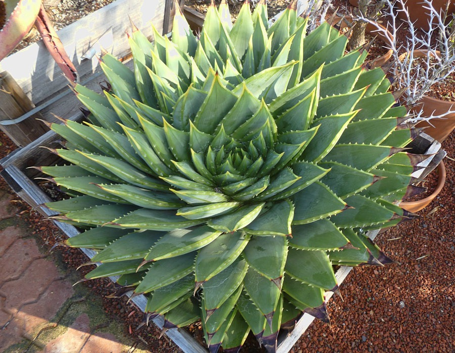 [120208_CactusJungle_Aloe-polyphylla_01%255B3%255D.jpg]