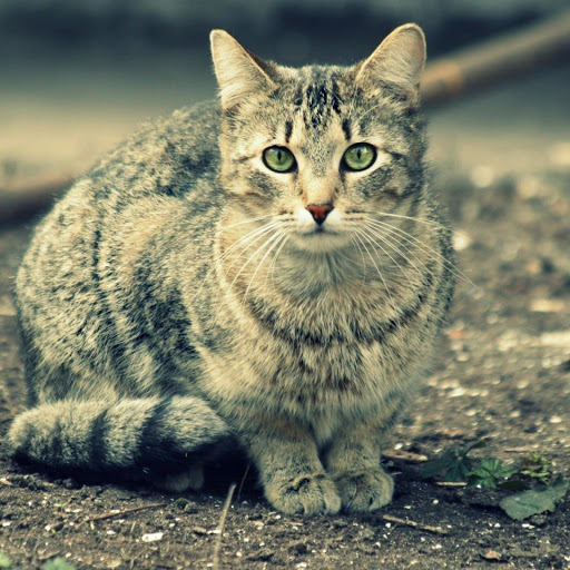 Hd-176490-ascw176490