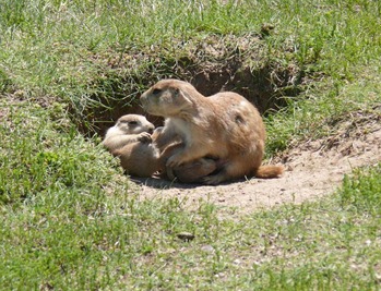 Prairie Dog Mom & Pups