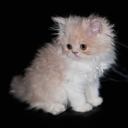 Hd-136257-ascw136257