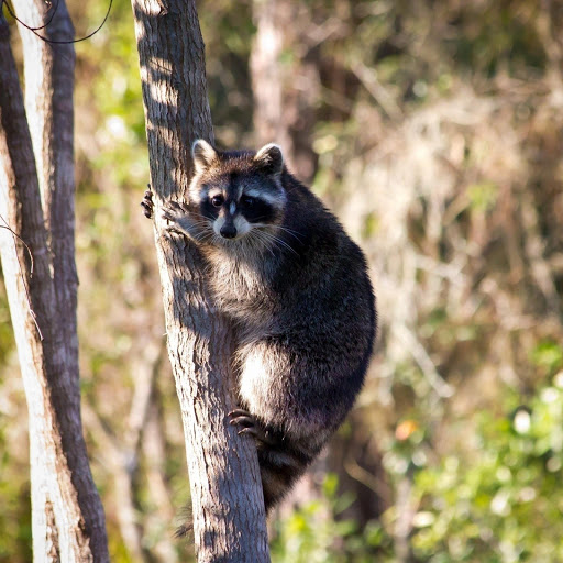 Hd-181071-ascw181071