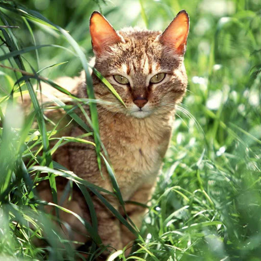 Hd-181591-ascw181591