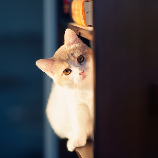 Hd-182601-ascw182601