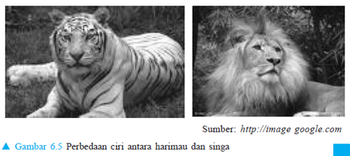 Perbedaan singa dan harimau