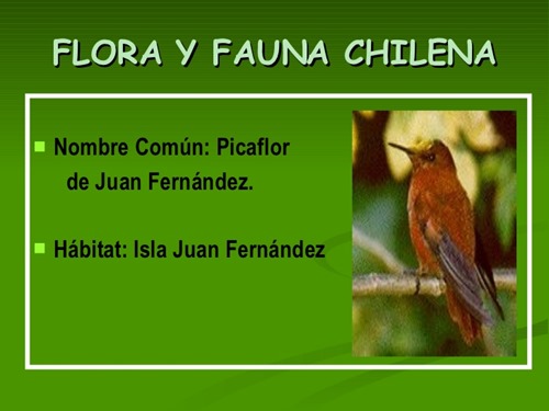 flora y fauna chilena (3)