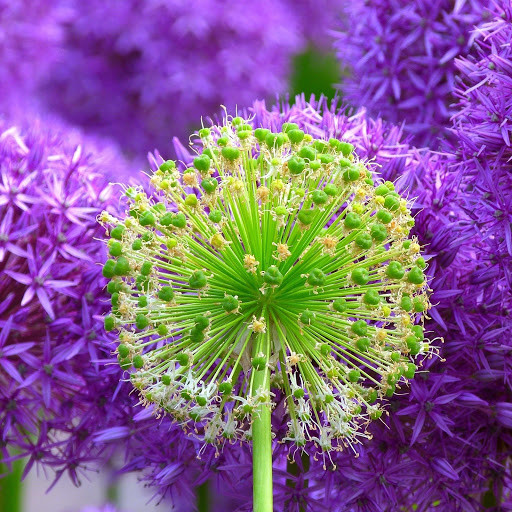 Hd-186346-ascw186346