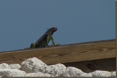 iguana