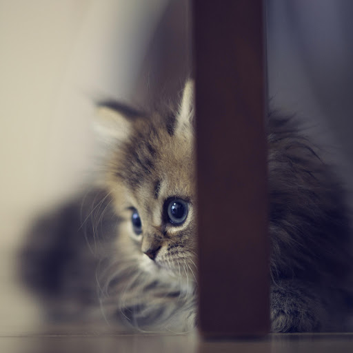 Hd-162545-ascw162545