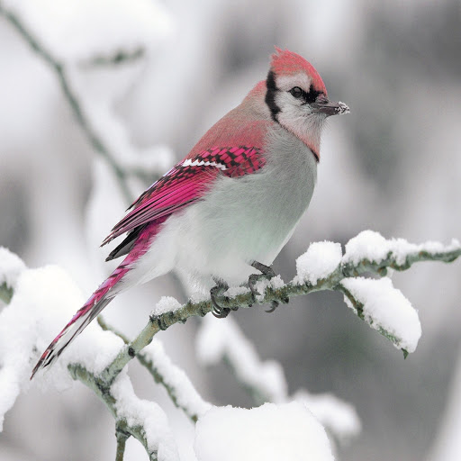 Hd-170803-ascw170803