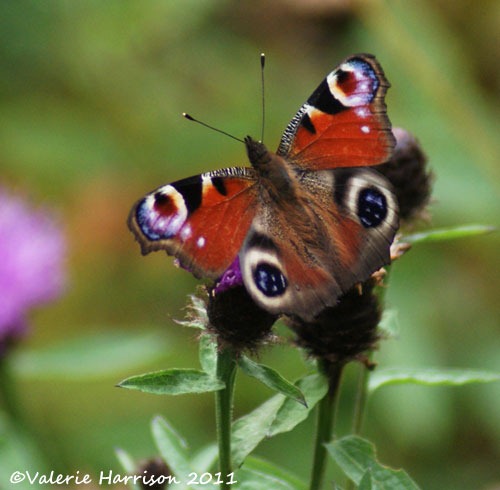 [6-peacock-butterfly%255B2%255D.jpg]