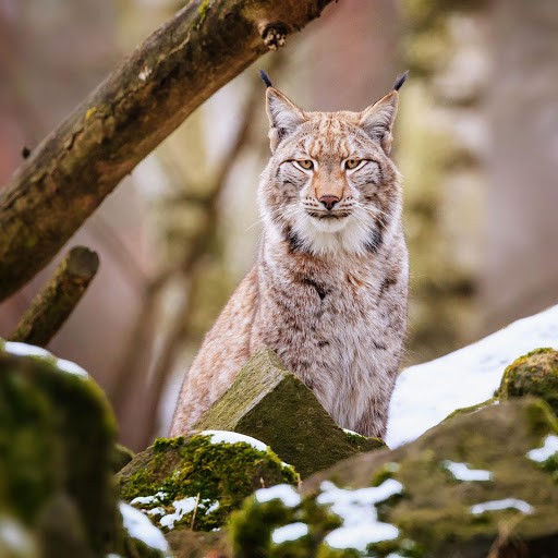 Hd-181659-ascw181659