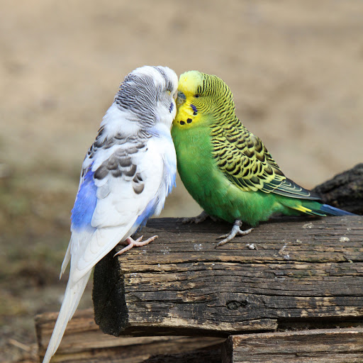 Hd-154645-ascw154645