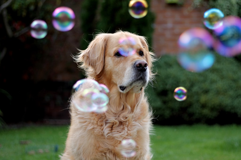 [bubble-dog5.jpg]