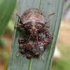 Brown Marmorated Stink Bug (Babies)