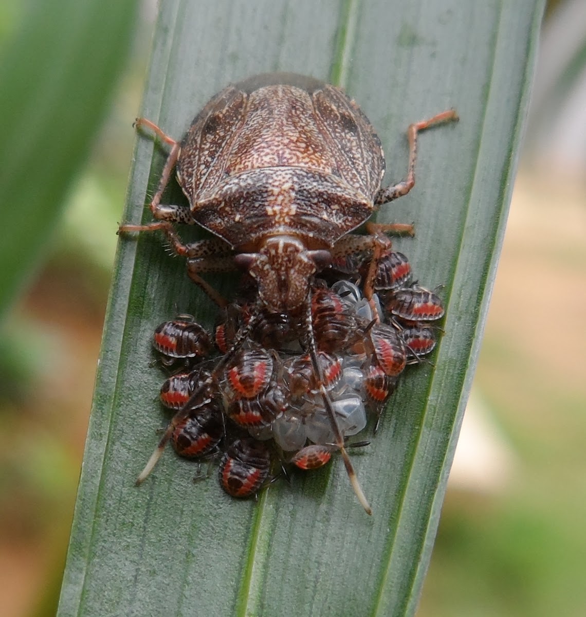 Brown Marmorated Stink Bug (Babies)
