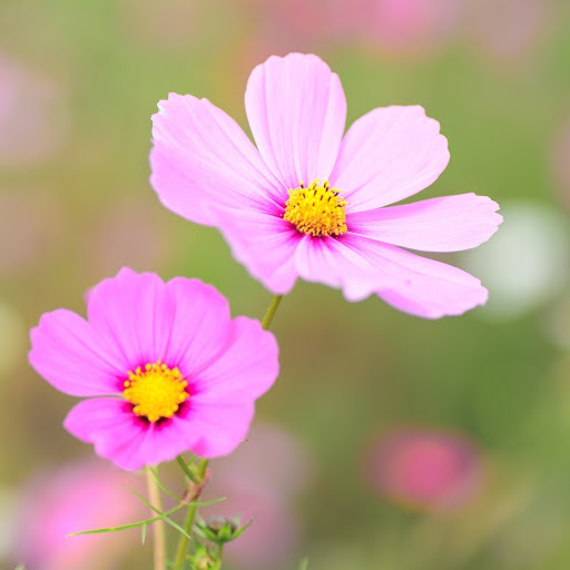 Hd-186354-ascw186354