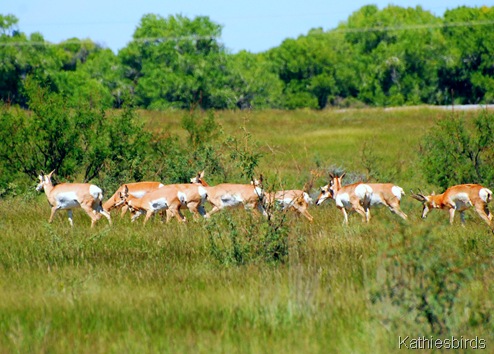 2. antelope harem-kab