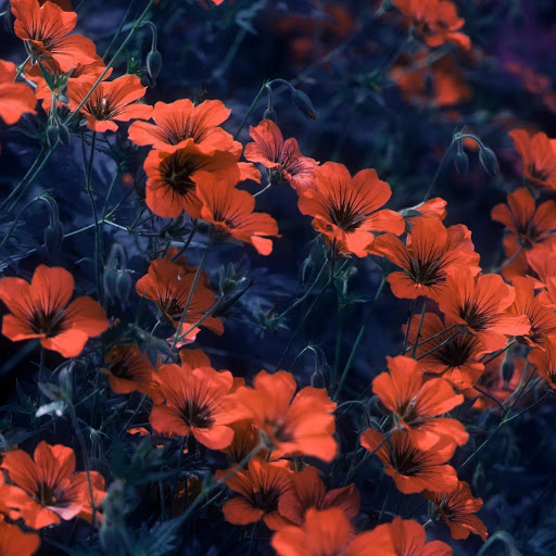 Hd-141160-ascw141160