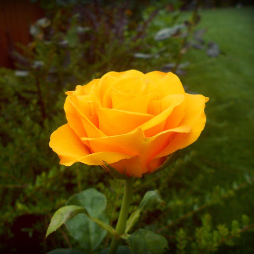 Hd-177563-ascw177563