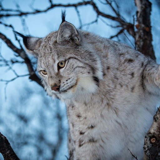 Hd-180318-ascw180318