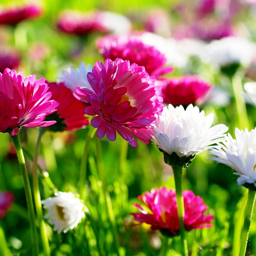 Hd-146127-ascw146127