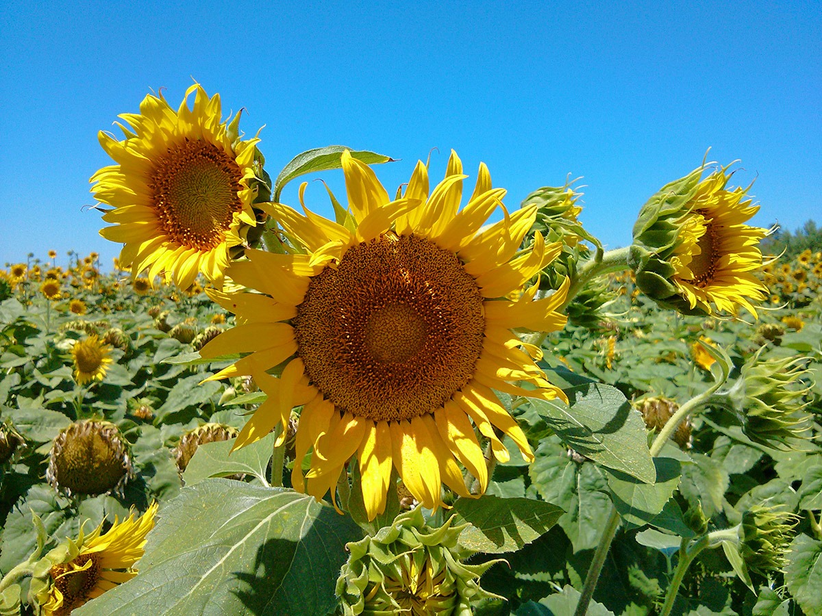 [130706_CR102_sunflowers_09%255B7%255D.jpg]