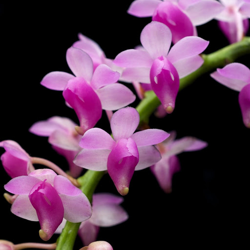 Hd-162030-ascw162030