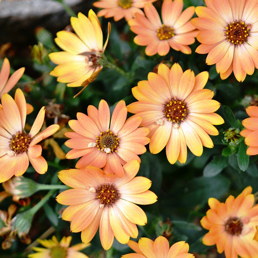 Hd-146402-ascw146402