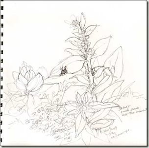 stachys in garden bg stachys in garden bg