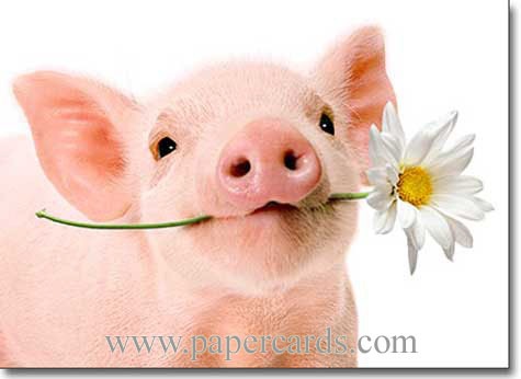 [animales%2520con%2520flores%2520JPG%2520%25282%2529%255B2%255D.jpg]