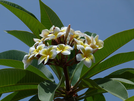 Flori Sri Lanka: frangipani
