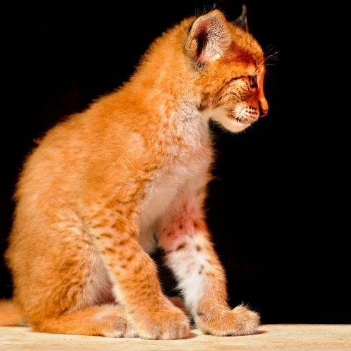 Hd-171181-ascw171181