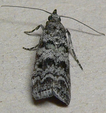 South Coastal Coneworm Moth