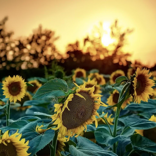 Hd-184866-ascw184866