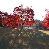 東大寺・紅葉(PK3_0492,16mm,F11,K3)2014yaotomi_.jpg