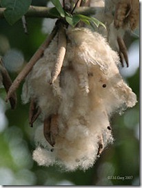 220px-Kapok_seeds_I_IMG_8004 220px-Kapok_seeds_I_IMG_8004